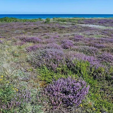 84159-ebeltoft-koravej-5 إيبلتوفت